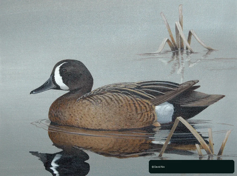 David Nix 2007–08 Alabama Waterfowl Stamp winning artwork, Blue-winged Teal