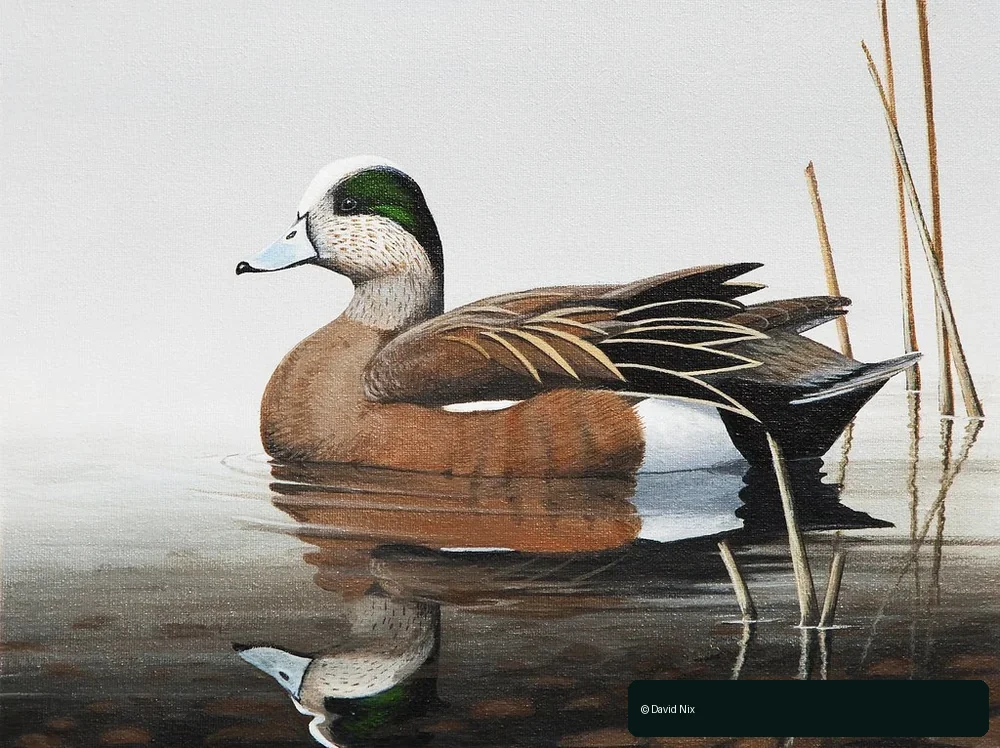 David Nix 2011–12 Alabama Waterfowl Stamp winning artwork, American Wigeon
