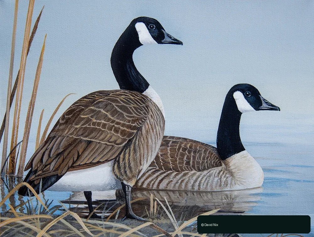 David Nix 2017–18 Alabama Waterfowl Stamp winning artwork, Canada Geese