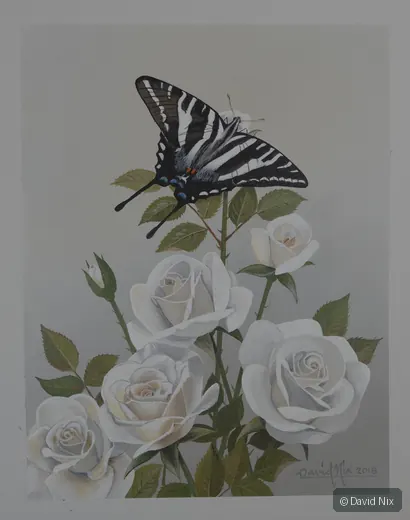 Zebra Swallowtail on White Roses; original wildlife artwork in the butterflies series.