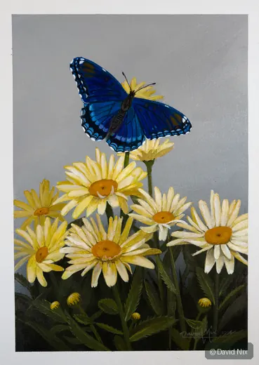 Red-Spotted Purple Admiral in Daisies; original wildlife artwork in the butterflies series.
