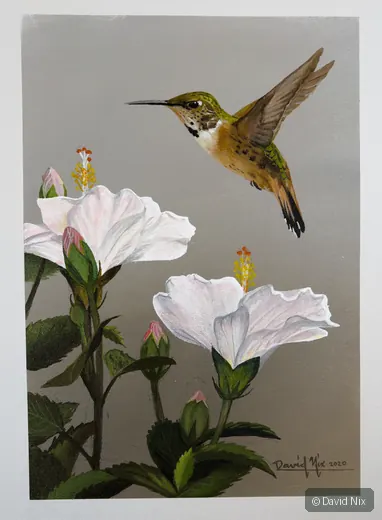 Rufous Hummingbird; original wildlife artwork in the hummingbirds series.