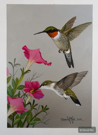 Ruby Throated Humminbird Pair Snacking; ruby-throated hummingbird subject in the hummingbirds series.