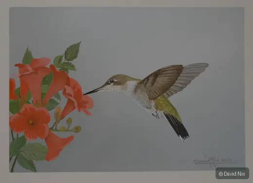 Hummingbird on Trumpet Vine; original wildlife artwork in the hummingbirds series.