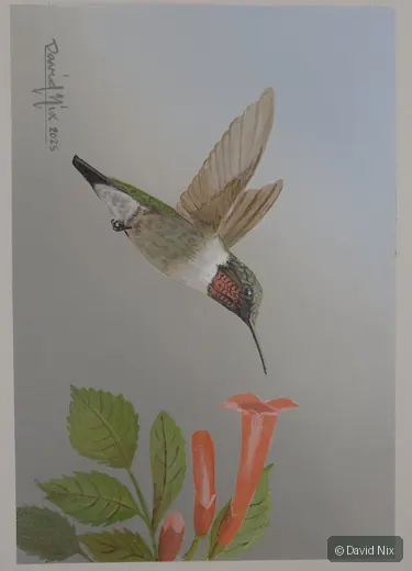 Male Ruby-Throated Hummingbird on Trumpet Vine; original wildlife artwork in the hummingbirds series.
