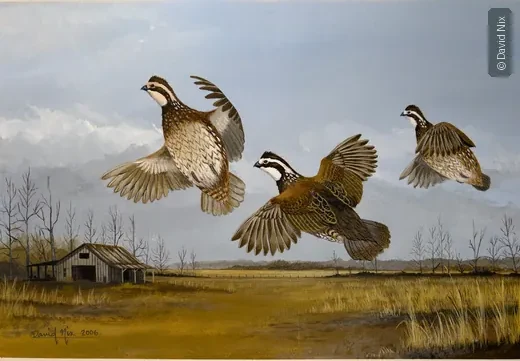 Bobwhite Quail in Flight; original wildlife artwork in the other birds series.