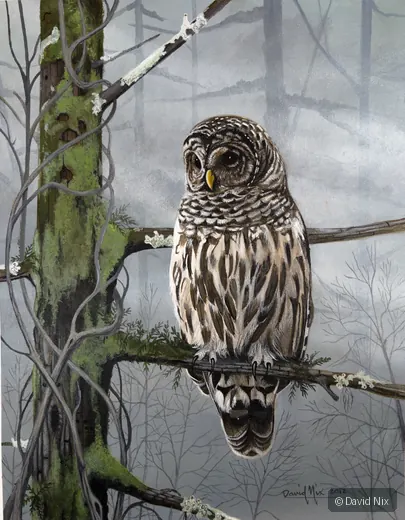 Barred Owl in Mossy Tree; original wildlife artwork in the other birds series.