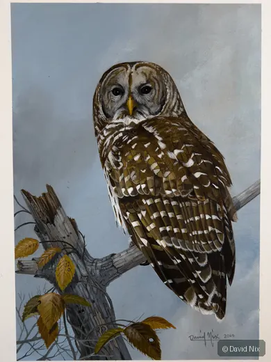 Barred Owl on Branch; original wildlife artwork in the other birds series.