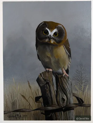 Saw-whet Owl on Fence Post; original wildlife artwork in the other birds series.
