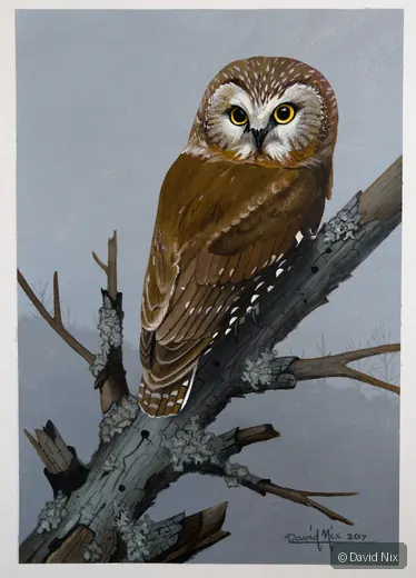 Saw-whet Owl on Mossy Branch; original wildlife artwork in the other birds series.