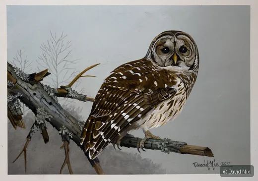Barred Owl in Winter; original wildlife artwork in the other birds series.