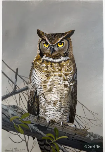 Great Horned Owl Roosting; original wildlife artwork in the other birds series.
