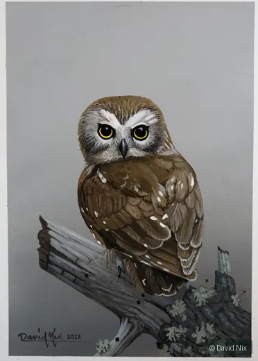 Saw-whet Owl on Branch; original wildlife artwork in the other birds series.