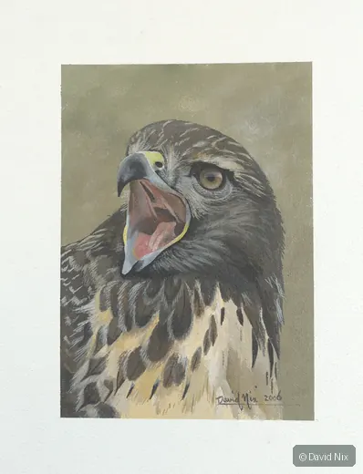 Dramatic open-beak juvenile eagle/head study.