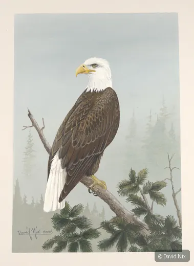 Bald eagle perched in misty pine setting.