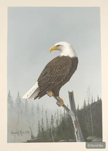 Bald eagle on snag, misty forest background.