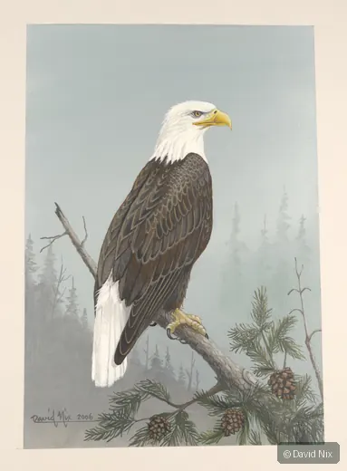 Bald eagle on pine branch with cones.