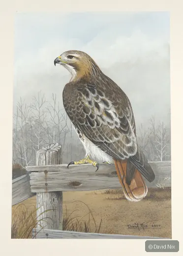 Red-tailed hawk on fence in winter field.