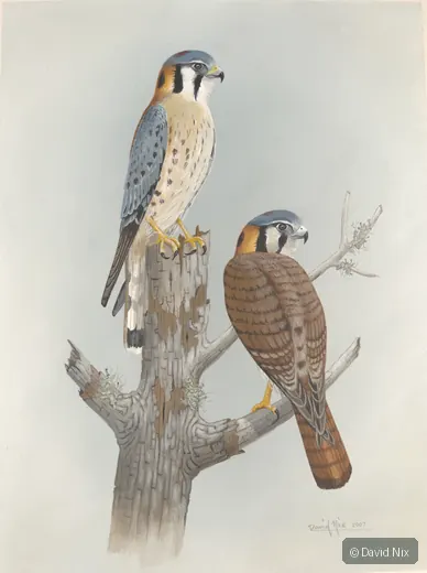 Two American kestrels on weathered post/tree.
