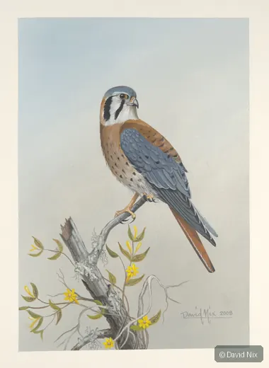 Kestrel with flowering branch.