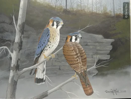Two kestrels; image appears rotated/upside-down in contact sheet.