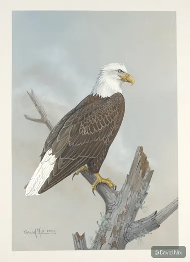 Bald eagle on broken snag.