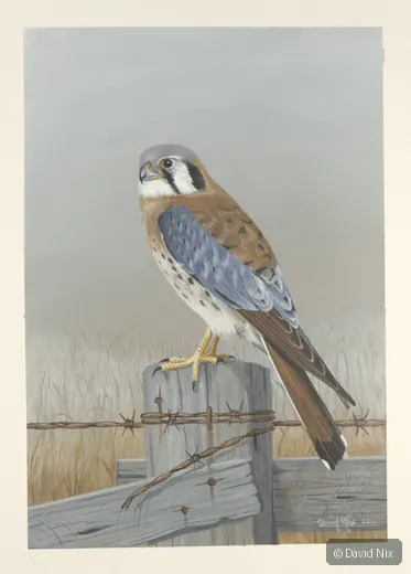 Kestrel on fencepost, field background.