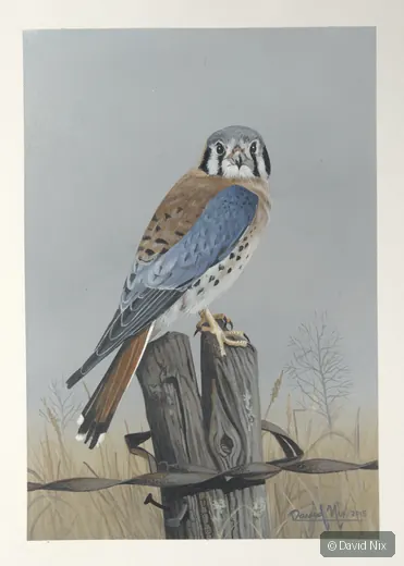 Kestrel on weathered post, soft field background.