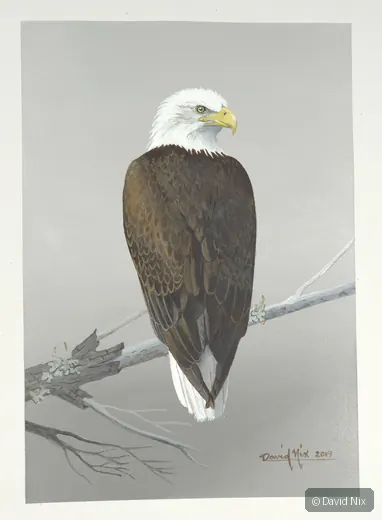 Bald eagle rear view on branch.