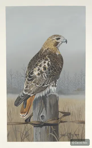 Red-tailed hawk on birdhouse/fencepost.