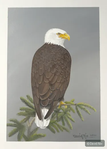 Bald eagle rear view on evergreen branch.