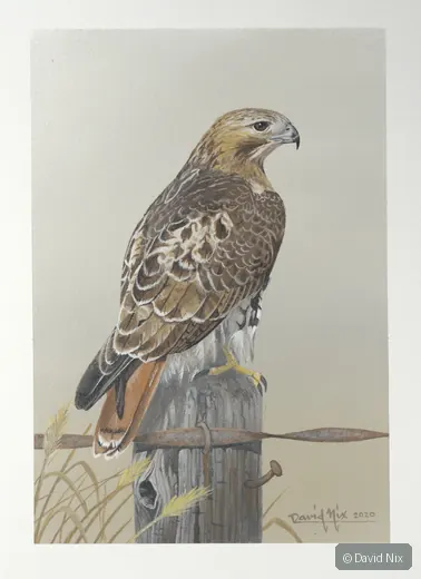 Red-tailed hawk perched on post with grasses.