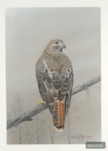 Red-tailed hawk rear view on branch.