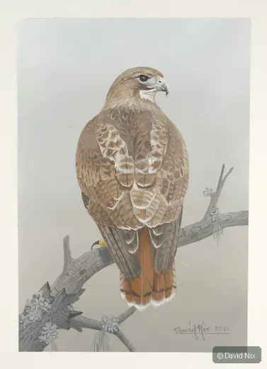 Broad hawk rear view on branch.
