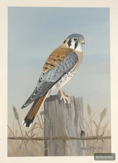 Kestrel on fencepost, clean blue-gray background.