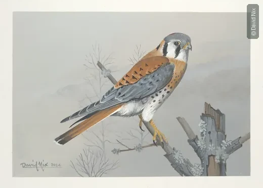 Kestrel appears upside-down/rotated in contact sheet.