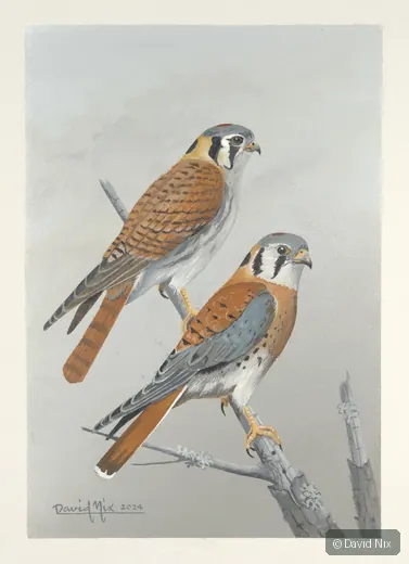 Two kestrels perched on branch.