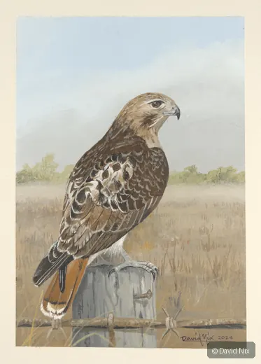 Red-tailed hawk in pale landscape.