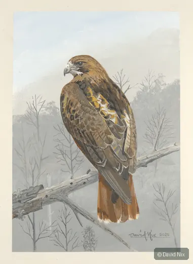 Red-tailed hawk on snowy/winter branch.