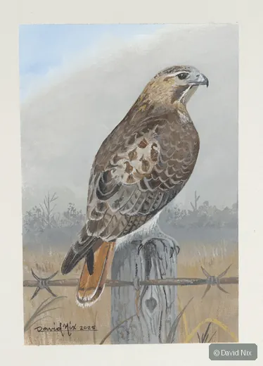 Red-tailed hawk on post with sky/field.