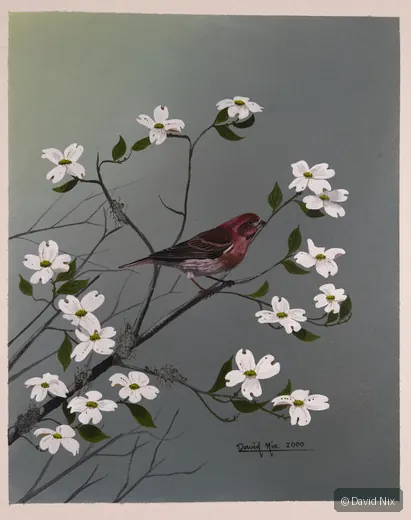 Male house finch among white dogwood blossoms.