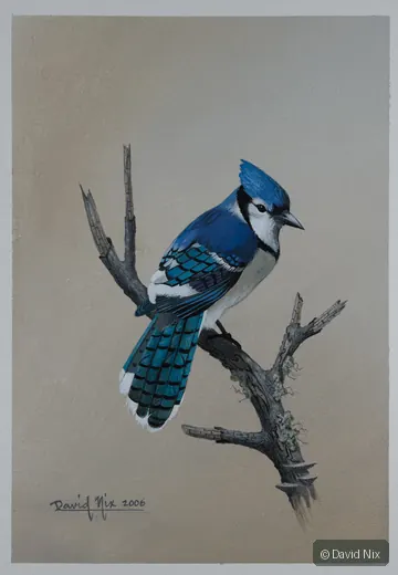 Blue jay perched on bare branch against neutral background.