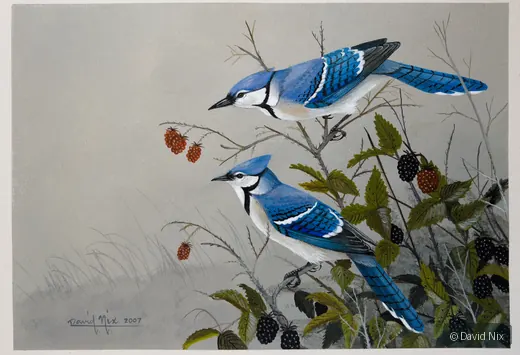 Blue Jays in Blackberries; original wildlife artwork in the songbirds series.