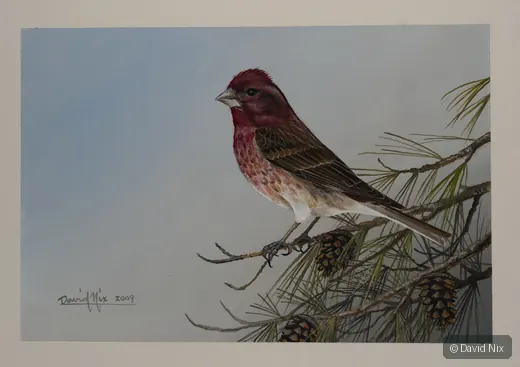 Male house finch perched on pine branch.