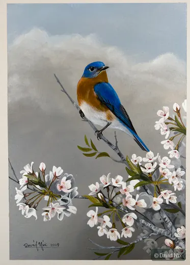 Bluebird in Apple Blossoms; original wildlife artwork in the songbirds series.