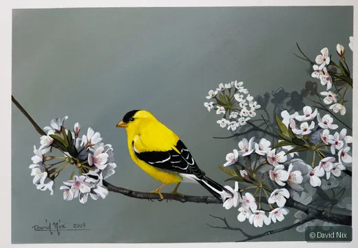 Goldfinch in Cherry Blossoms; original wildlife artwork in the songbirds series.