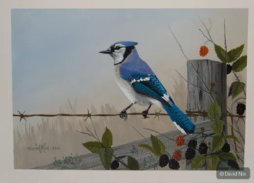 Blue jay on wire fence with blackberries and wooden post.