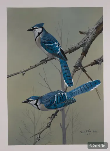 Two blue jays on crossing branches.
