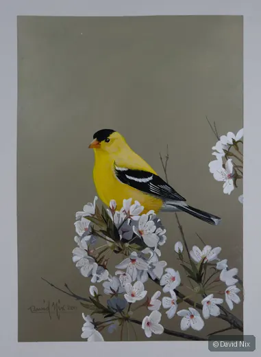American goldfinch perched among pale blossoms.