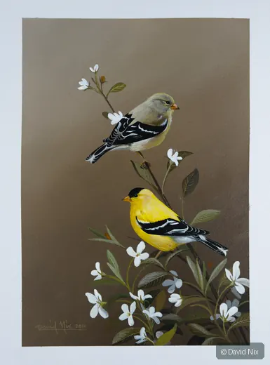 Pair of goldfinches among white flowers.